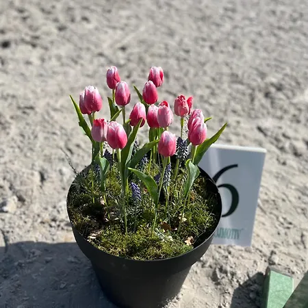 Гостевой дом Dvur Nove Zamky