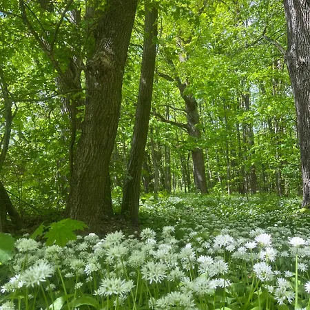 Dvur Nove Zamky * Mladec